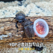 서울 실내 아이와 가볼만한곳 영등포 YDP곤충체험학습관 곤충 박물관
