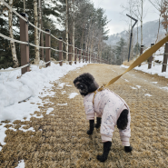 춘천 강아지숲에서 산책 뿌시기