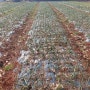 겨울철 양파 밭관리 자색 양파재배