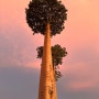 바오밥 나무