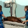 동물병원 방사선 관계종사자 안전수칙 10가지와 동물병원 방사선 차폐용품 소개