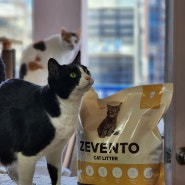탈취력 좋은 고양이모래 변기에 버리는 특허받은 제벤토