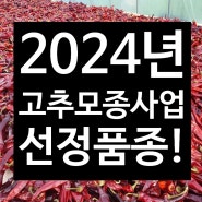 2024년 고추모종사업 선정품종! 탄저병에 강한 고추모종 지원받으세요.