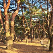 하동 송림공원 산책길 소나무 천연기념물이었다
