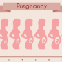 [임신일기] 6# 임신 배나오는 시기 & 주수별 배크기