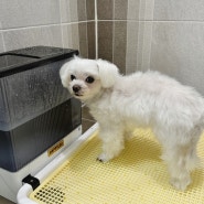 강아지 배변판 도그토토 수컷 마킹 방지 자동 세척기 배변훈련 화장실