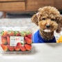 강아지 딸기 먹어도 될까? 급여방법과 주의사항