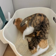 내돈내산 고양이 편백나무 모래 사용후기!!