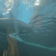 울산 고래 박물관 생태체험관에서 돌고래 보고 온 후기