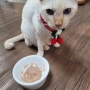 고양이 췌장염, 구토, 설사에 최적화된 '시그니처바이 소화기계 위장관용 처방식 GI/a' 급여 후기!