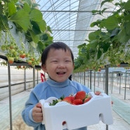 평택 딸기농장 체험 - 가치있는 농장 아기랑 겨울 여행🍓