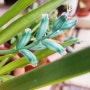 Lachenalia viridiflora 라케날리아 비리디플로라