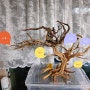 [DIY] 성형유목 001 :: 부세파란드라 활착용 성형유목 성형 (1)