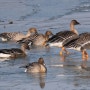 1월, 큰기러기 Tundra Bean Goose