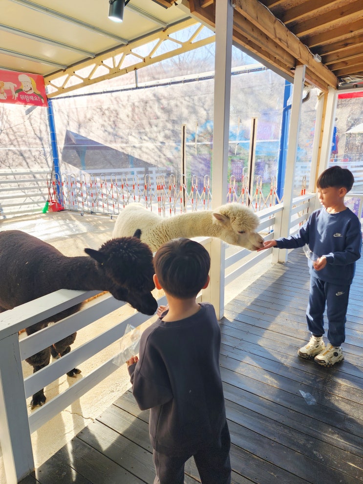 [평창 마추픽추 테마카페]알파카 먹이체험 아이와가볼만한곳♬