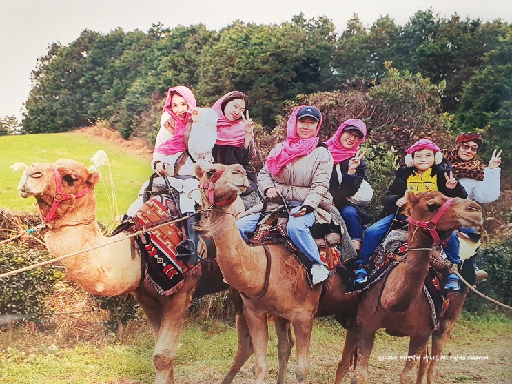 제주도 아이와 가볼만한곳 동물먹이주기 체험 제주 낙타트래킹