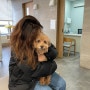 쿠싱증후군 강아지사료 삶의 질 높여주기 ◡̈ feat.루브르독
