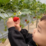 딸기농장체험 세종시 딸기체험 34개월 아기랑