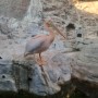 어린이대공원 물새장: 홍부리 황새, 분홍 펠리컨, 그리고 아리수 나라