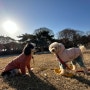 강아지 산책일기 크앤쿠 산책하개 D-174, 주말엔 아침산책!