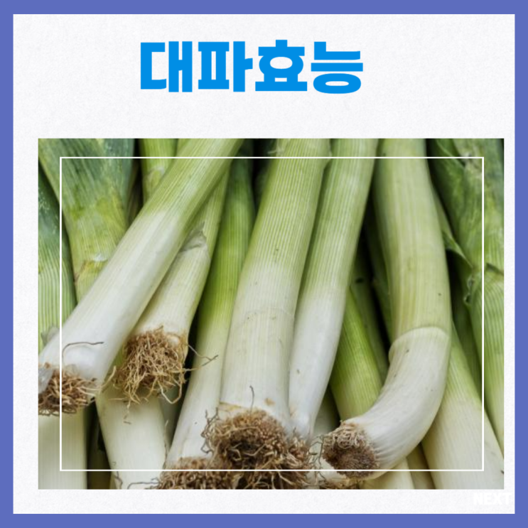대파 효능 파뿌리효능 파뿌리차 부작용 : 네이버 블로그
