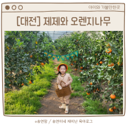제제와 오렌지나무, 대전 속 제주 레드향따기 귤따기 체험