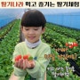 경기도 남양주 딸기체험 시식하며 즐기는 팔당유기농딸기나라