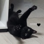 [우리집고양이] 검은고양이 우주 육묘일기 #4 (웃긴 우주 스토리 모음집)