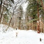 평창 가볼만한곳 :: 도깨비 촬영지 월정사 전나무숲길