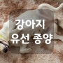 강아지 유선 종양의 원인과 증상, 치료