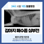 [24시서울YES동물병원] 강아지 폐수종 심부전 내과 치료 사례