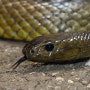 옷장 안에 1.5m 독사가…"어떻게 들어왔지?" 호주 뱀 사냥꾼의 경고