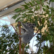 호주 시드니 여행 코스 추천 와일드라이프 동물원 코알라 캥거루 관람