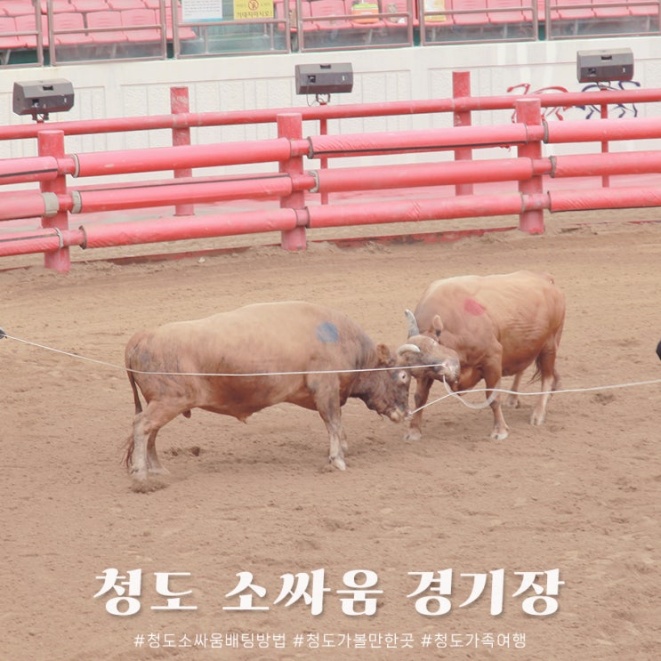 청도 소싸움 경기장 시간 및 배팅방법, 가족여행지 추천