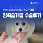 💌<12> 말티푸 양측슬개골 탈구 교정 수술 후기