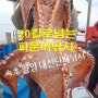 20킬로넘는 문어낚시 조황 구경하세요,문어지깅 선상낚시 속초 양양 피문어낚시,