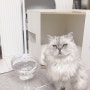 냥수터 음수량에 도움되는 고양이 수반