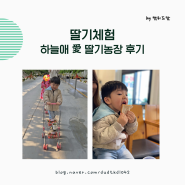 서울근교 경기도 딸기체험 딸기쨈 만들기 가능한 곳