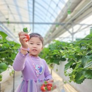 경기도 광주 딸기체험 향아딸기농원 무농약으로 따면서 마음껏 먹을 수 있는 곳