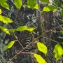안자 국립공원 여우원숭이 마다가스카르 여행 링테일 리머 (호랑꼬리리머)