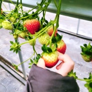 광교 딸기체험 [지초농원-달콤딸기농장]겨울 아이와 실내에서 야외활동하기
