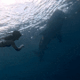 보홀 프리다이빙(5) 마지막은 릴라에서 고래상어