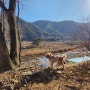 경주 애견동반 캠핑장 강아지 산책로 있는 산내956