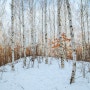 자작 숲의 겨울 풍경