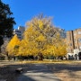 노란 은행나무를 만난 도쿄대학교(겨울 도쿄 여행, 동경대, 산시로 연못)