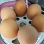 강아지 계란 먹어도 되나요? 노른자 흰자 날달걀 삶은달걀