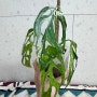 [거실에서 키우기 쉬운 희귀 식물] 몬스테라 민트 아단소니 6개월 성장기록