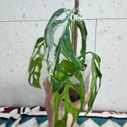 [거실에서 키우기 쉬운 희귀 식물] 몬스테라 민트 아단소니 6개월 성장기록