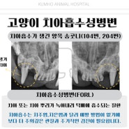 [광주 치과 동물병원, 광주 서구 동물병원, 고양이 치아흡수성병변, 고양이 FORL] 우리 고양이가 자꾸 코가 막히고 자꾸 콧물이 나와요.