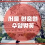 서울, 수양벚꽃 명소 “현충원”